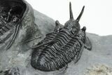 Two, Large Devil Horned Cyphaspis Trilobites - One Ventral #208381-5